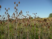 03601-Heinrichswalde