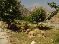 P1030159  Getreideernte