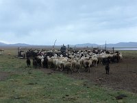 P1050706  Abends kommen alle Tiere gezählt in die Umzäunung