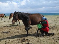 P1050709-sonkol-pferdemelken  Pferdemilch für den vergorenen Kumiss
