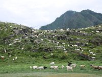 04-034-huegel-mit-steinzeichnungen-IMG 7254  ... 1000 Ziegen auf dem Hügel mit den Steinzeichnungen ...