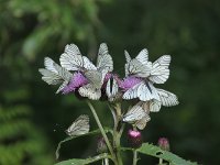 06-105-IMG 7750  Schmetterlinge ...