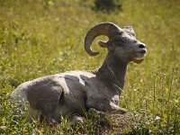 085  Big Horn Sheep