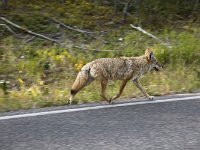 yellowstone-koyote  Koyote