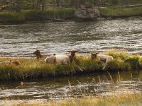 yellowstone-madison-river  Madison River Elk Damen