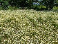 Kamillenmeer (Horka nad Moravou)
